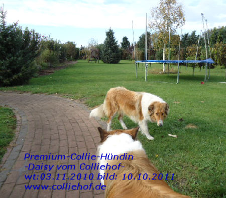 DSC00633-daisy-10-2011